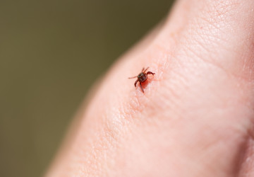 Inspirujte se přírodními odpuzovači klíšťat