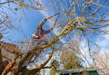 Prořezávání stromu na zahrádce Prořezávání stromu na zahrádce