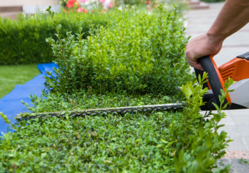 Jak se na jaře postarat o živý plot?