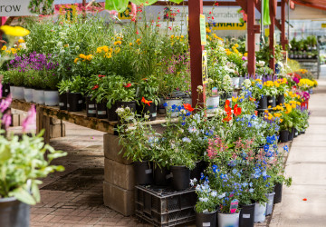 Některé rostliny je lepší nekupovat, mohou totiž na zahradě nadělat zbytečnou paseku