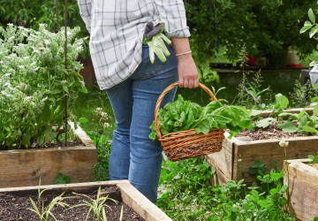 Poslední záchrana pro vaší zahradu: Ideální rostliny pro lidi, kteří nedokáží vypěstovat ani pažitku