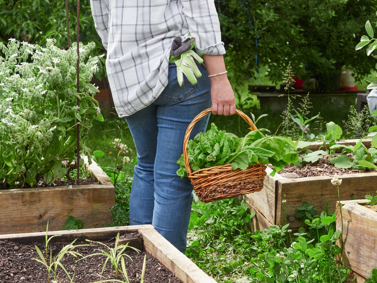 Poslední záchrana pro vaší zahradu: Ideální rostliny pro lidi, kteří nedokáží vypěstovat ani pažitku