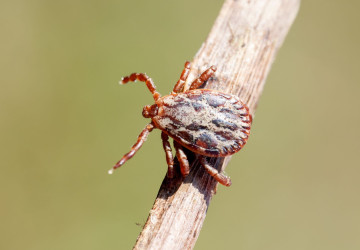 V České republice se objevují nové druhy klíšťat