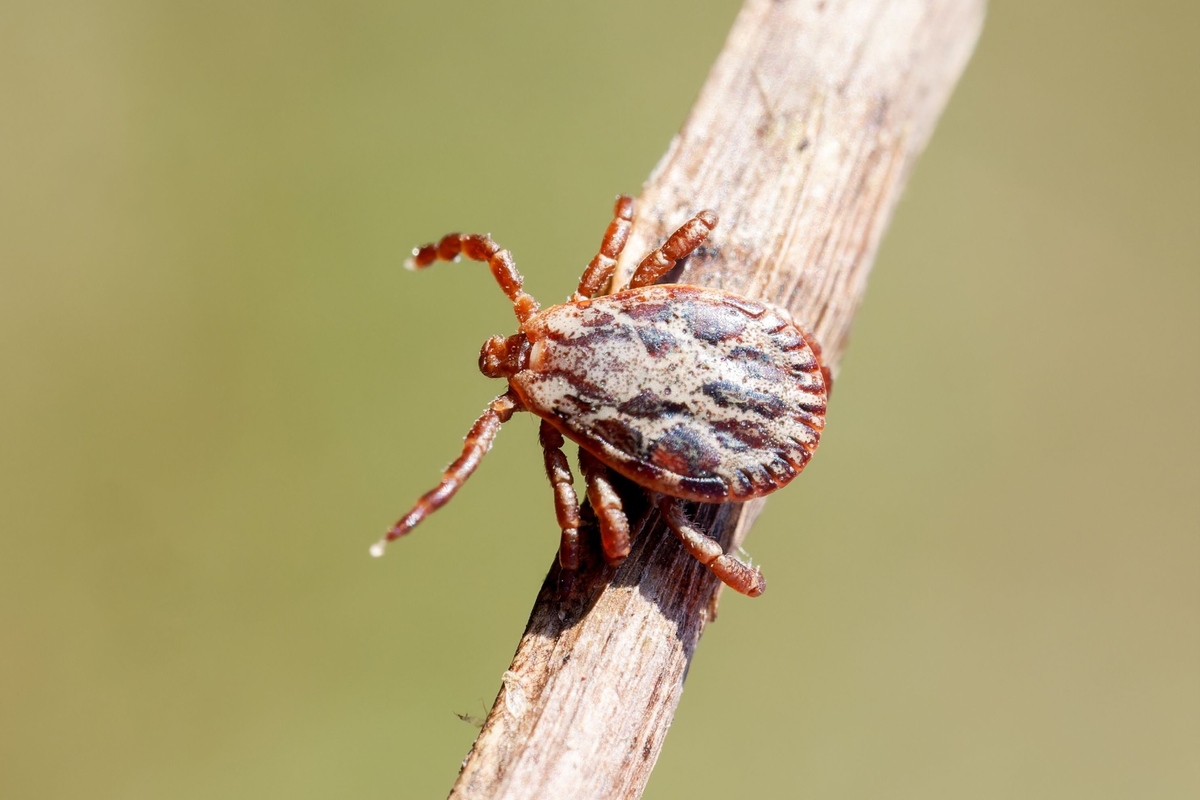 V České republice se objevují nové druhy klíšťat
