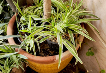 Některé rostliny, jako například zelenec, jsou v zimě velmi užitečné. 