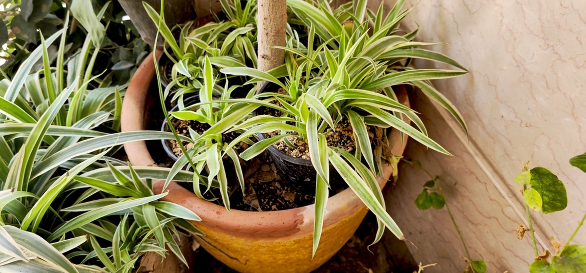 Některé rostliny, jako například zelenec, jsou v zimě velmi užitečné. 