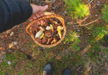 Za sezónu si na lesních plodech učitelka vydělala víc než v zaměstnání. Za sezónu si na lesních plodech učitelka vydělala víc než v zaměstnání.