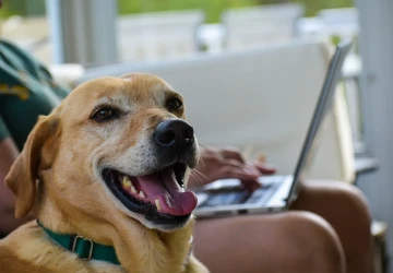 Veterinární správa upozorňuje majitele psů, aby si okamžitě zkontrolovali údaje v registru