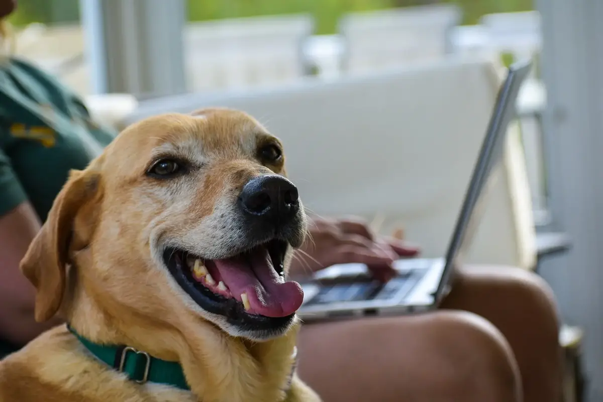 Veterinární správa upozorňuje majitele psů, aby si okamžitě zkontrolovali údaje v registru