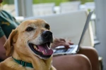Veterinární správa upozorňuje majitele psů, aby si okamžitě zkontrolovali údaje v registru