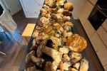 Pozdní deště probudily krkonošské lesy a houbaři z nich odnášejí plné košíky hřibů.