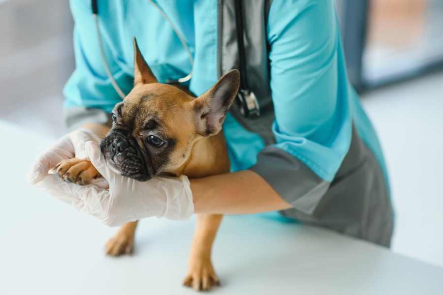 S problémem si můžete poradit sami, v případě pochybností ale navštivte veterináře.