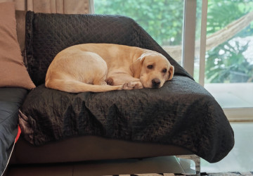 Trik, jak odstranit chlupy z gauče Trik, jak odstranit chlupy z gauče