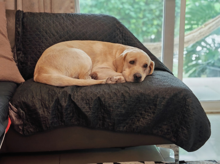 Trik, jak odstranit chlupy z gauče Trik, jak odstranit chlupy z gauče