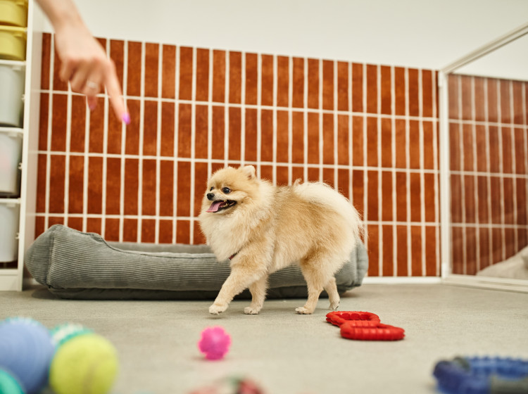 Kolik hodin vydrží pes sám doma Kolik hodin vydrží pes sám doma