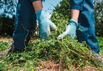 Tento plevel se nevyplatí v zimě likvidovat. 
