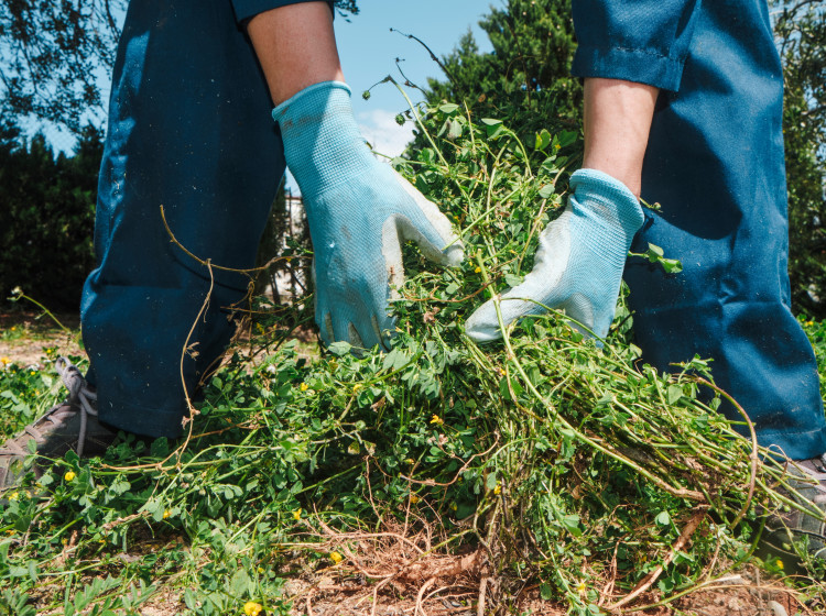 Tento plevel se nevyplatí v zimě likvidovat. Tento plevel se nevyplatí v zimě likvidovat.