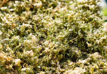 Jemné pavučinky na keřích na zahradě