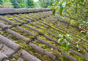 Mech prorůstá do střešní krytiny a může ji vážně poškodit. 