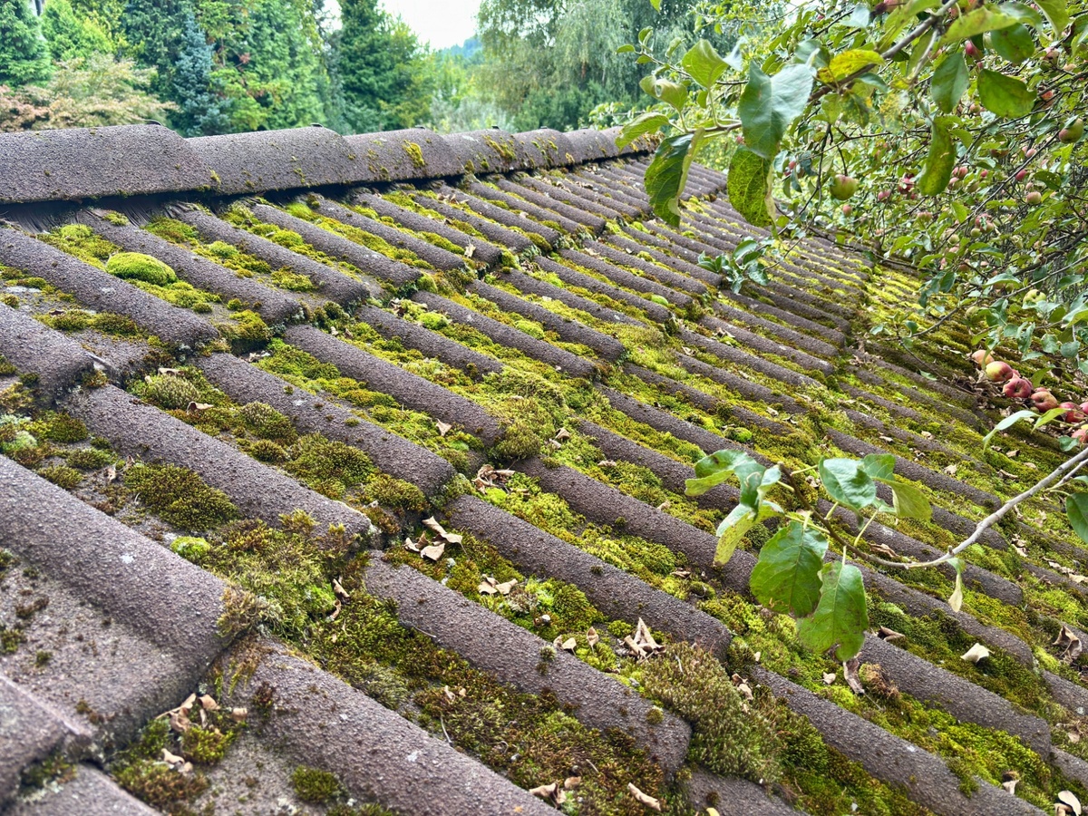 Mech prorůstá do střešní krytiny a může ji vážně poškodit. 