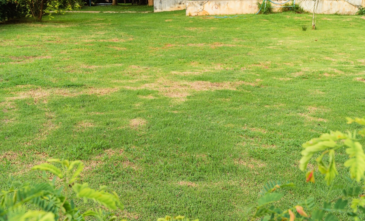 Při špatné péči může trávník či jeho části začít žloutnout