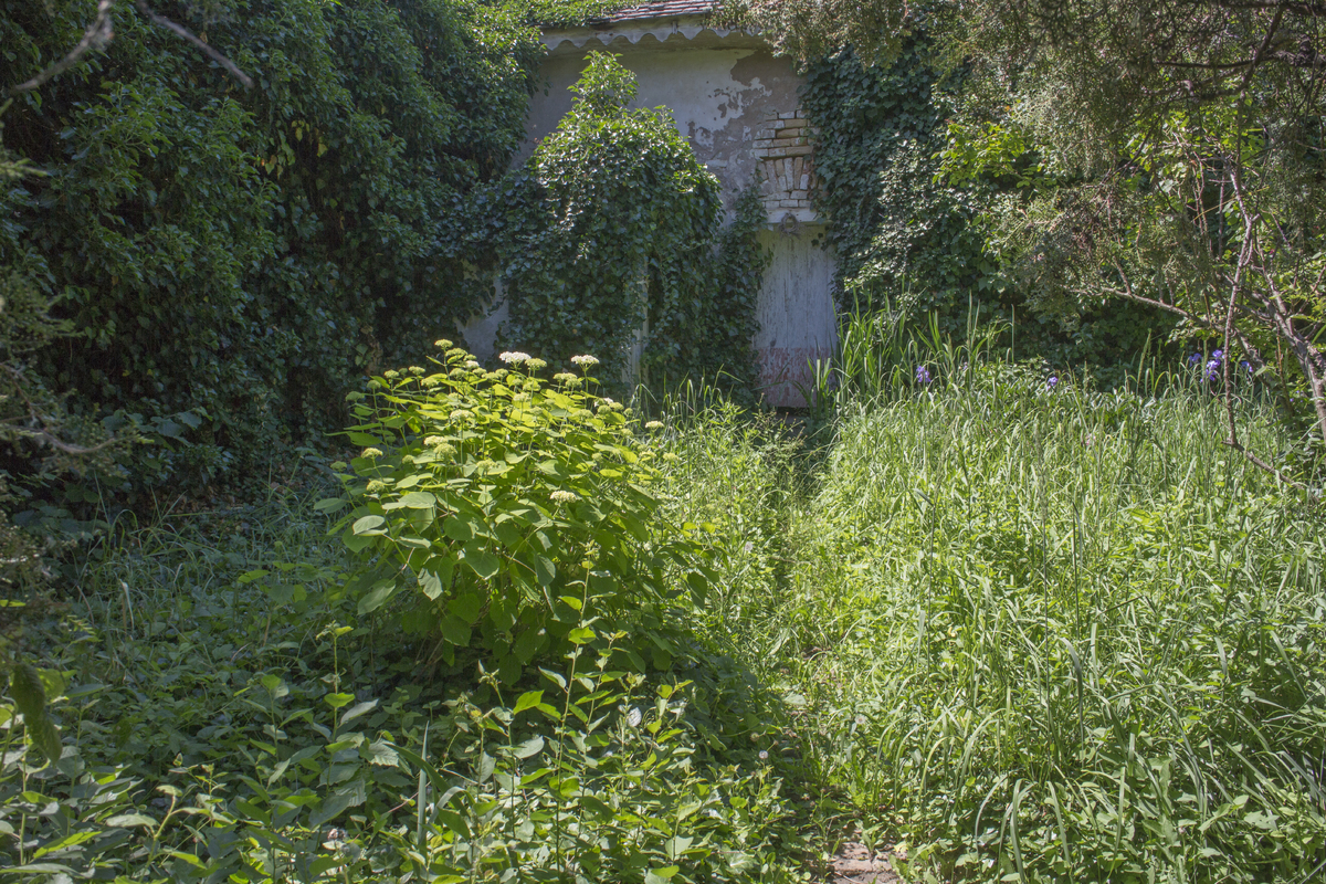 Neposekaná tráva u souseda