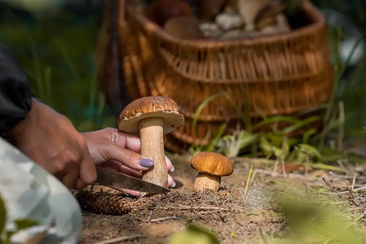 Sezona hub se letos kvůli suchému létu posunula o několik týdnů