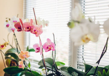 Orchideje se řadí mezi nejoblíbenější květiny na světě. 