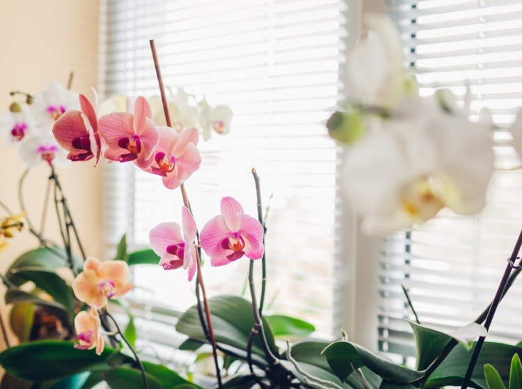 Orchideje se řadí mezi nejoblíbenější květiny na světě. 