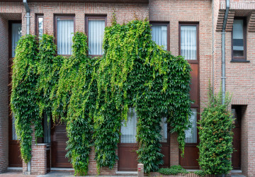 Ne všechny druhy rostlin jsou pro fasádu vhodné.
