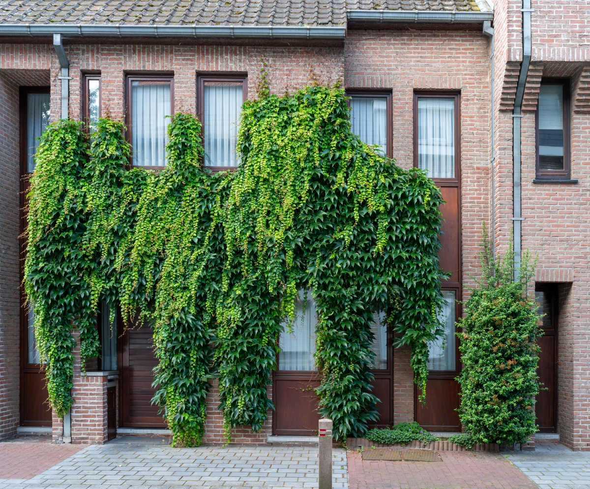 Ne všechny druhy rostlin jsou pro fasádu vhodné.
