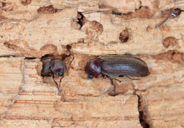 Drobní brouci, kteří se do dřeva pouštějí nenápadně. Drobní brouci, kteří se do dřeva pouštějí nenápadně.