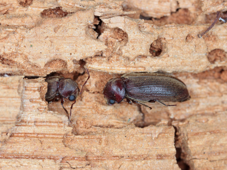 Drobní brouci, kteří se do dřeva pouštějí nenápadně.