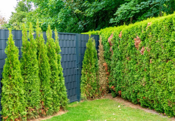 Rozlučte se s problematickými tújemi. 