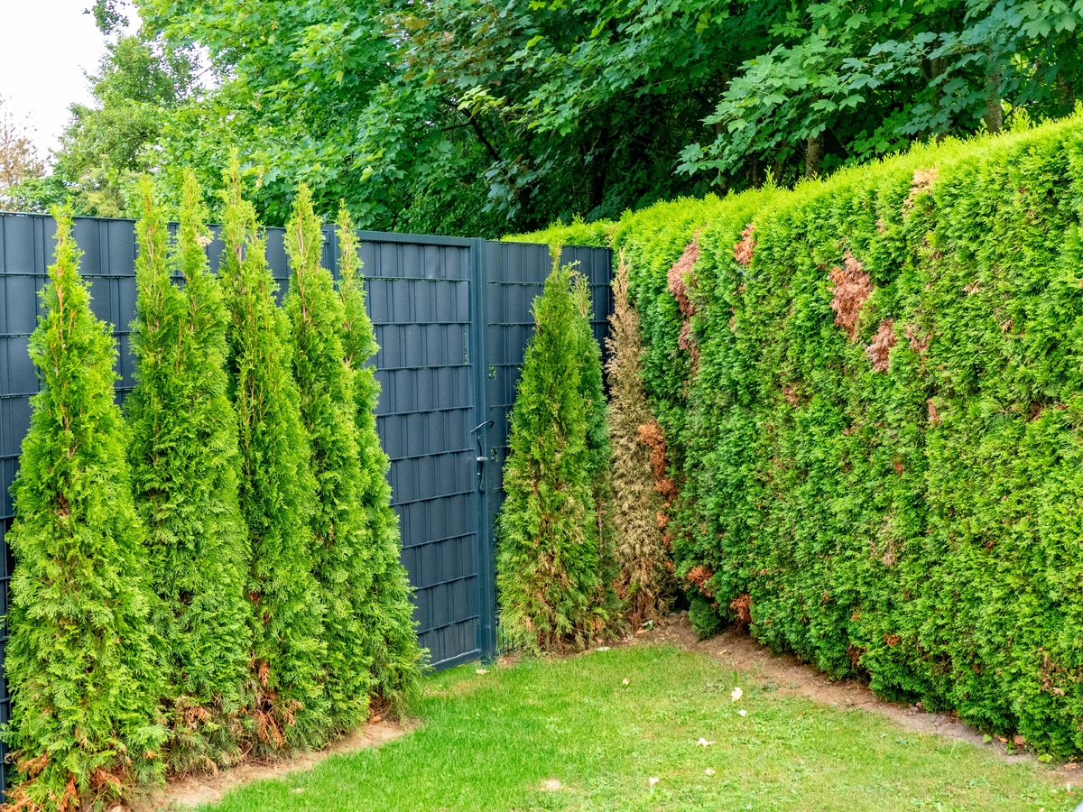 Rozlučte se s problematickými tújemi. Rozlučte se s problematickými tújemi.