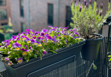 Češi je mají před domem skoro všichni. Češi je mají před domem skoro všichni.