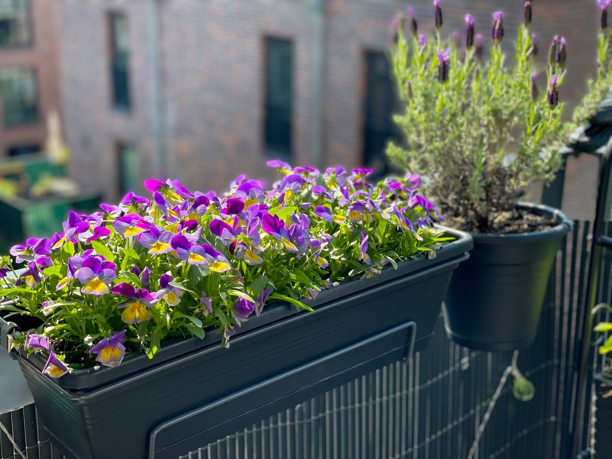Češi je mají před domem skoro všichni. Češi je mají před domem skoro všichni.