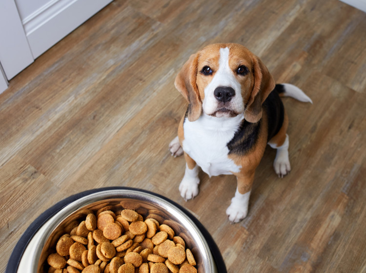 Zdraví psa a krmivo spolu souvisí více, než byste možná čekali.