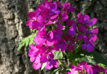 Květy měsíčnice přitahují noční motýly. 