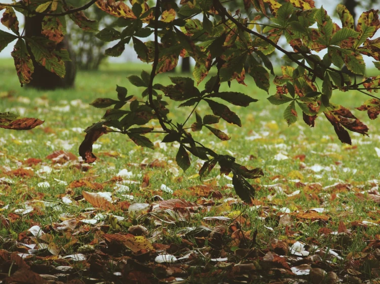 Češi špatně zazimovávají zahrady