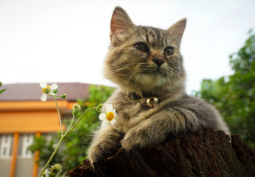 Domácí mazlíčky byste od této rostliny měli držet co nejdál. Domácí mazlíčky byste od této rostliny měli držet co nejdál.
