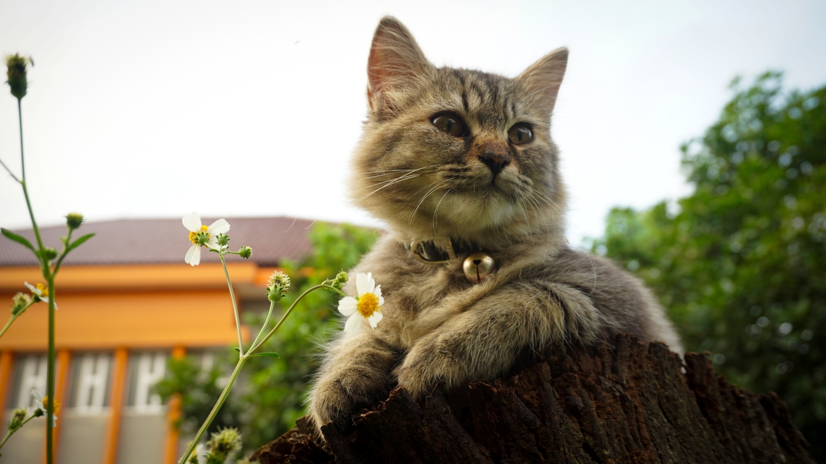 Domácí mazlíčky byste od této rostliny měli držet co nejdál.