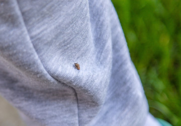 Experti odhalili místa, kde je riziko přisátí na člověka nejvyšší Experti odhalili místa, kde je riziko přisátí na člověka nejvyšší