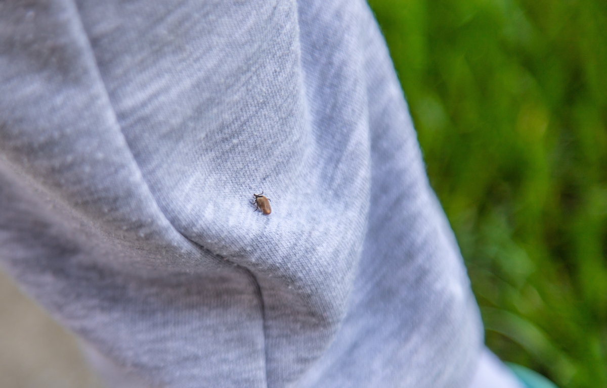 Experti odhalili místa, kde je riziko přisátí na člověka nejvyšší