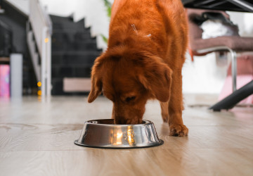 Podle veterinářů trpí nesprávnou výživou až třetina starších psů v Česku.