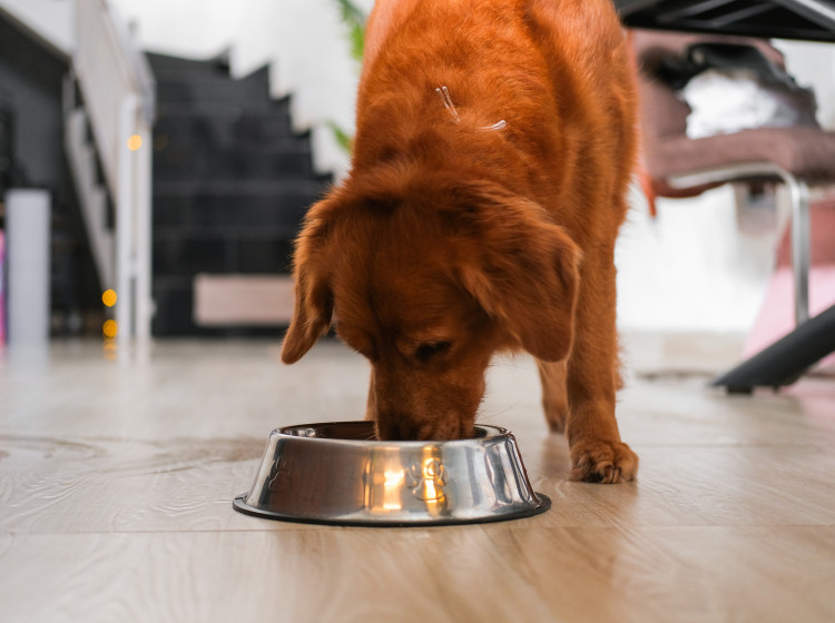 Podle veterinářů trpí nesprávnou výživou až třetina starších psů v Česku.