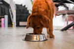 Podle veterinářů trpí nesprávnou výživou až třetina starších psů v Česku.