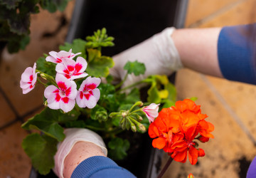 Pelargonie čítají zhruba 280 druhů. Pelargonie čítají zhruba 280 druhů.