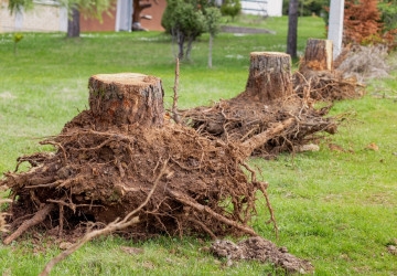 Jak odstranit pařezy, aniž byste museli použít složité postupy? Jak odstranit pařezy, aniž byste museli použít složité postupy?