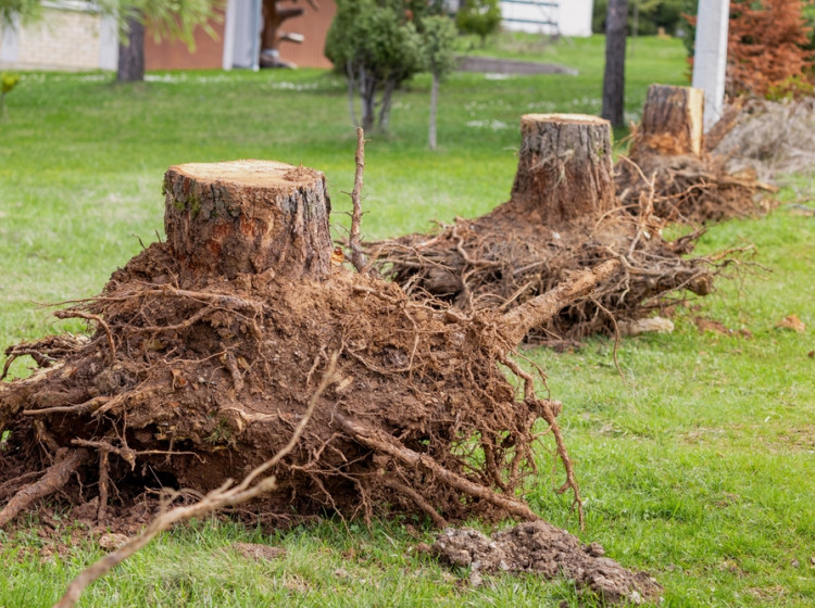 Jak odstranit pařezy, aniž byste museli použít složité postupy? Jak odstranit pařezy, aniž byste museli použít složité postupy?